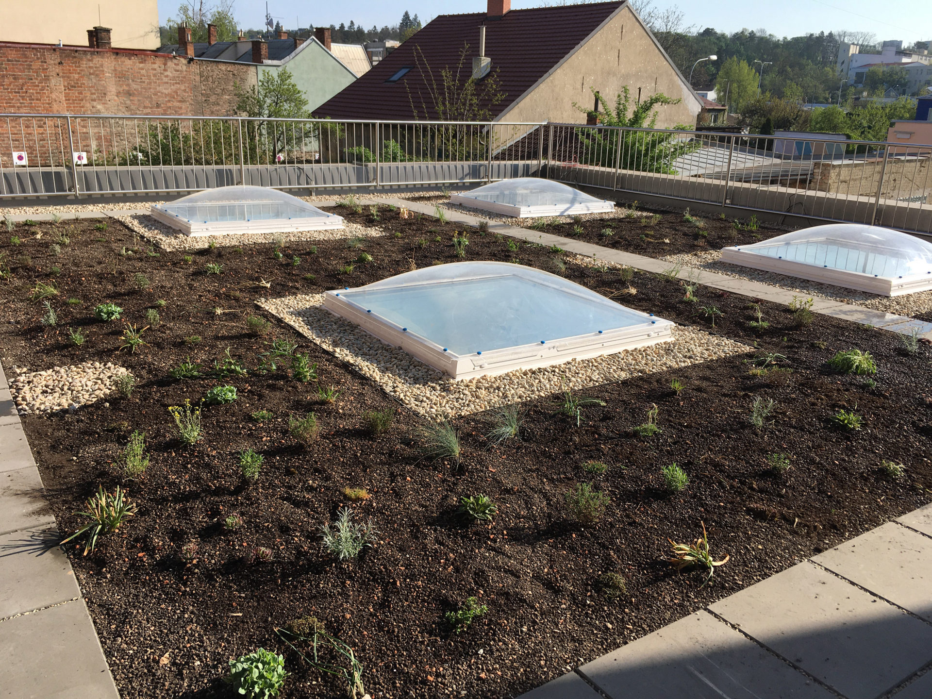 Nová extenzivní zelená střecha - střešní zahrada s mladými rostlinami